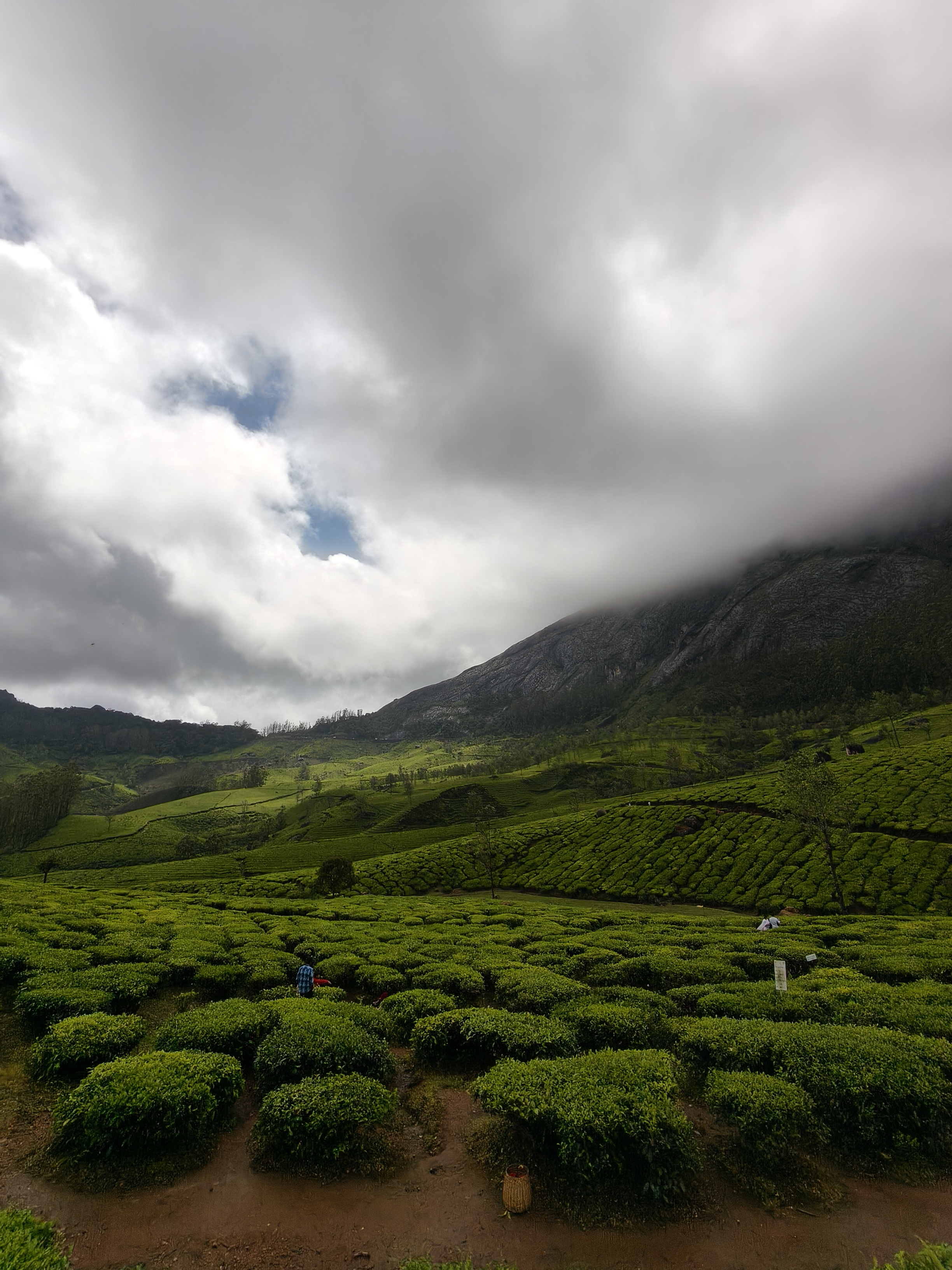 Kolukkumalai sunrise light glowing through fog and forest trees